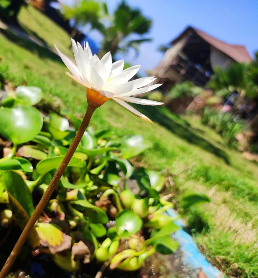 莲花苏特拉度假村 阿姆波尔 外观 照片